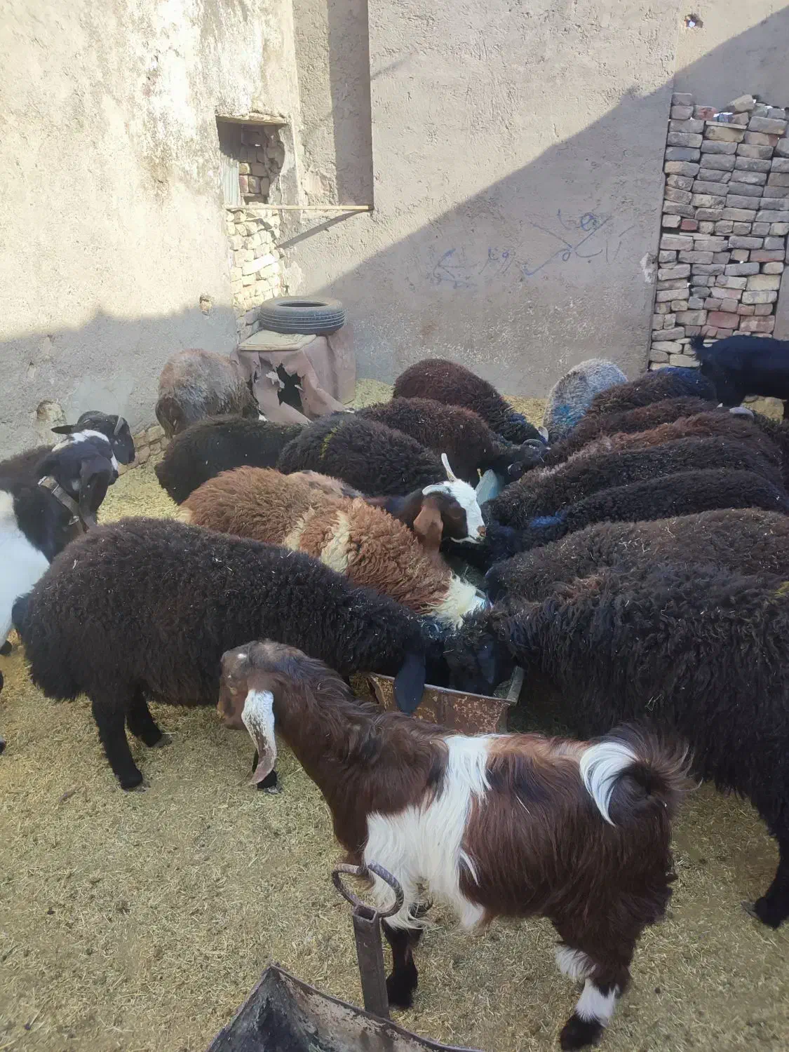 گوسفند بره و بزغاله خوراک خور میش بز قوچ شیشک|حیوانات مزرعه|قم, شهر قائم|دیوار