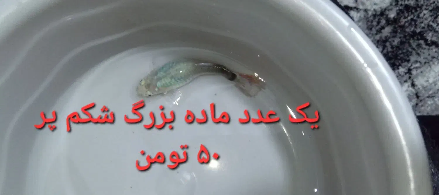 گوپی مولد و...|ماهی|چهاردانگه (تهران), |دیوار