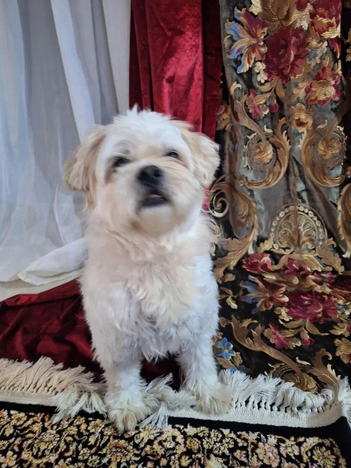 سگ واگذاری شناسنامه دار|سگ|تهران, سعادت‌آباد|دیوار