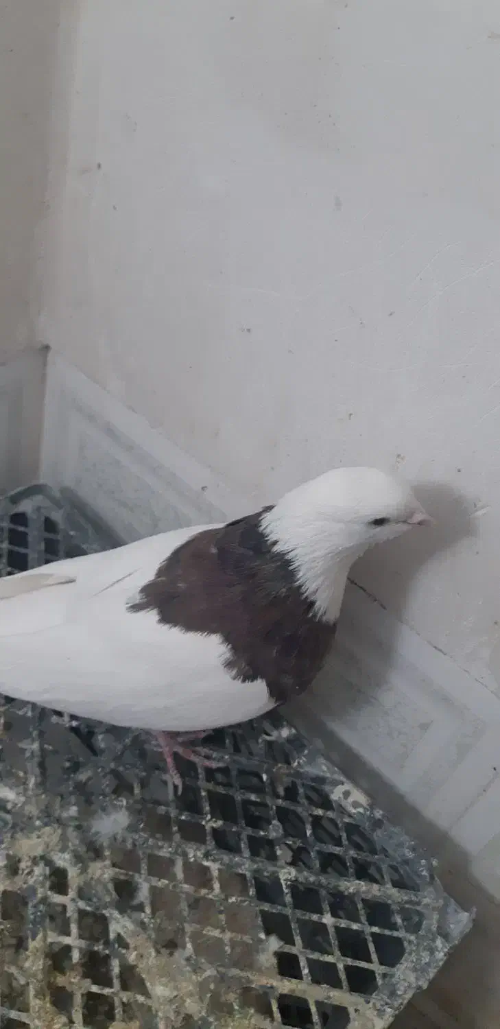 طوقی|پرنده|همدان, |دیوار