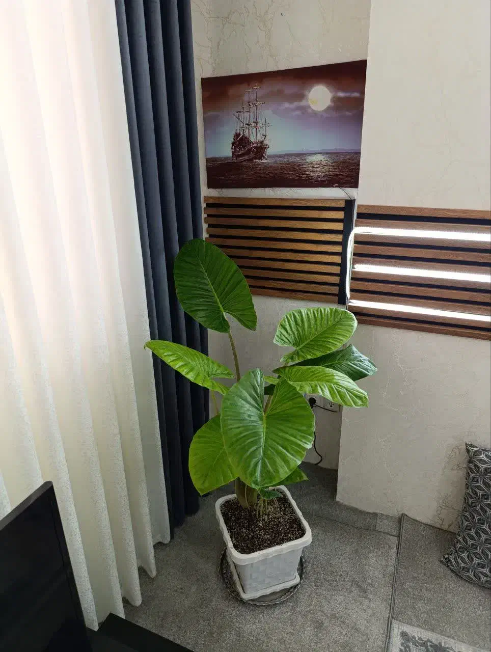 بابا آدم گل لاکچری|گل و گیاه طبیعی|قم, سید معصوم|دیوار