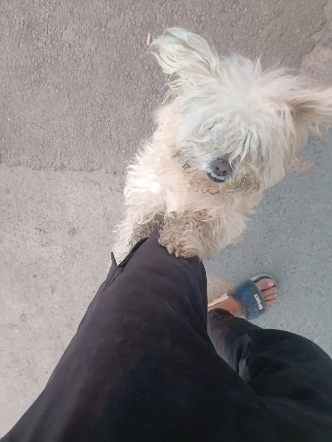 سگ اشپیتز نر شناسنامه دار|سگ|تبریز, |دیوار