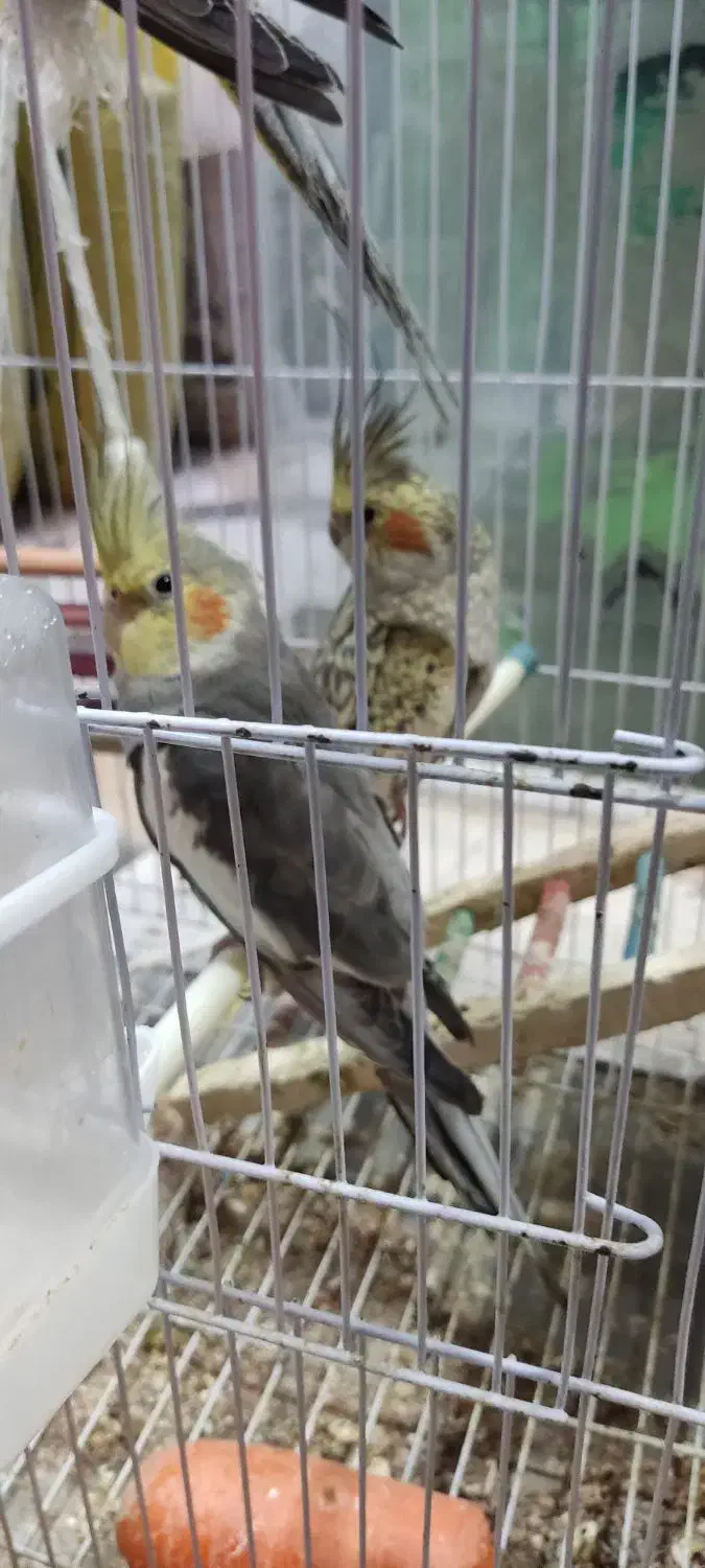 عروس هلندی با مرغ عشق|پرنده|بندر ماهشهر, |دیوار