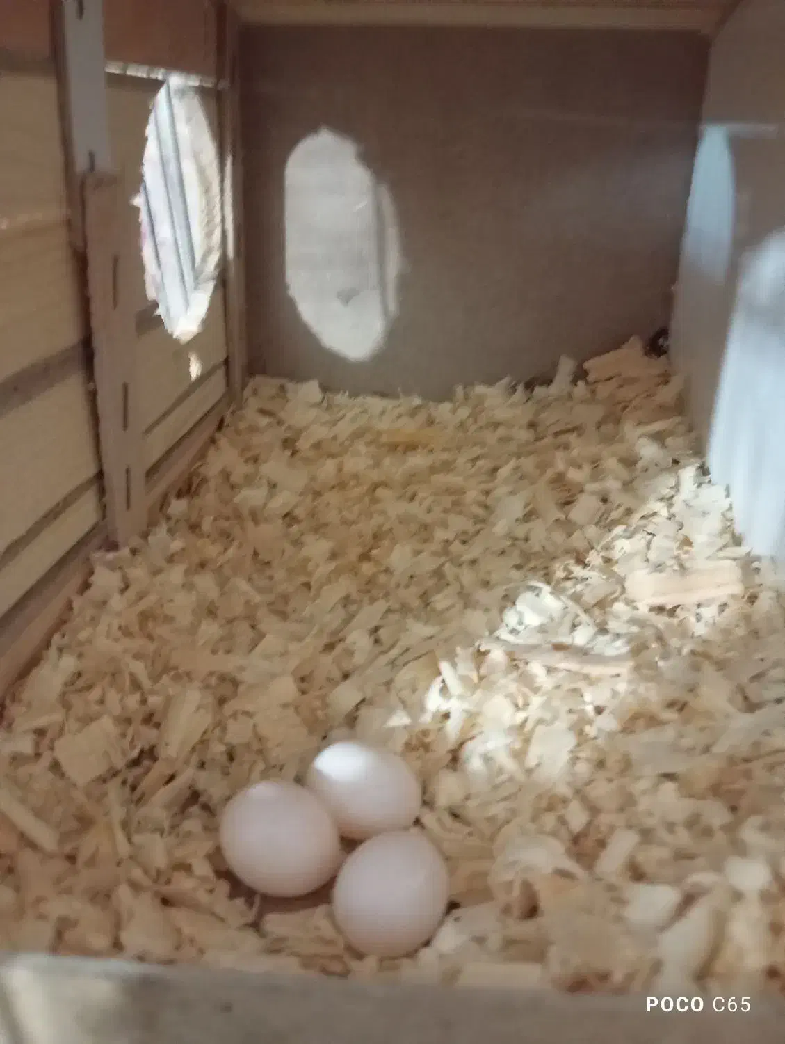 فروش|پرنده|فردیس, شهرک شهید حسینی|دیوار