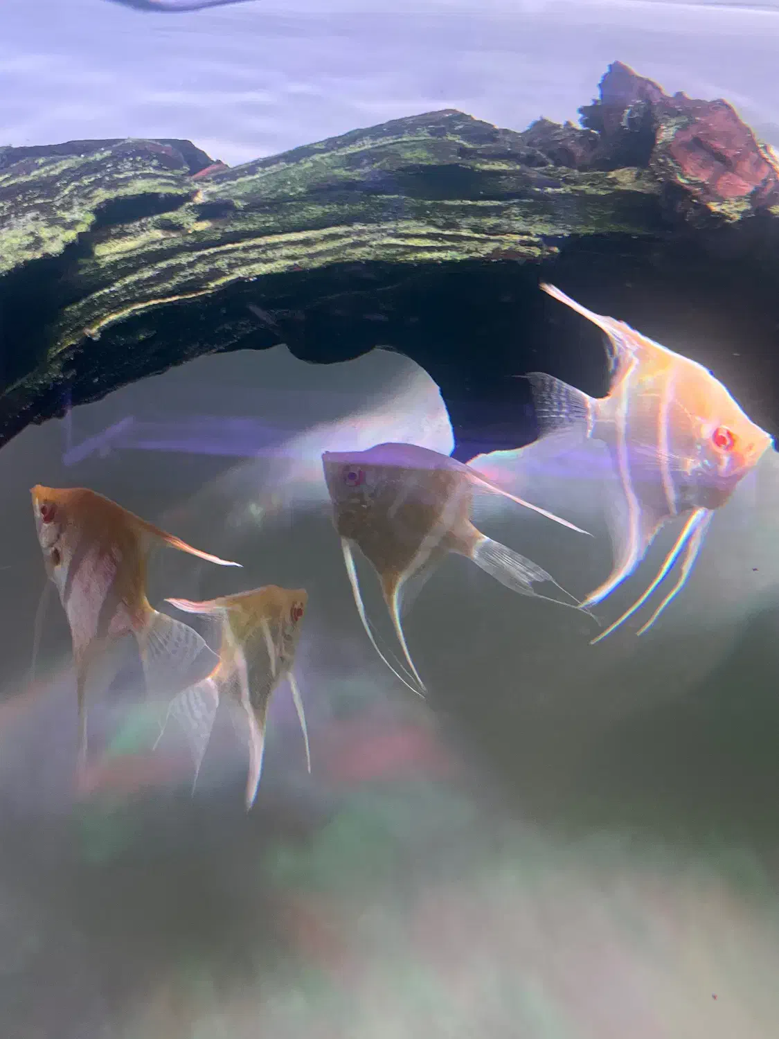 آنجل|ماهی|تهران, میرداماد|دیوار