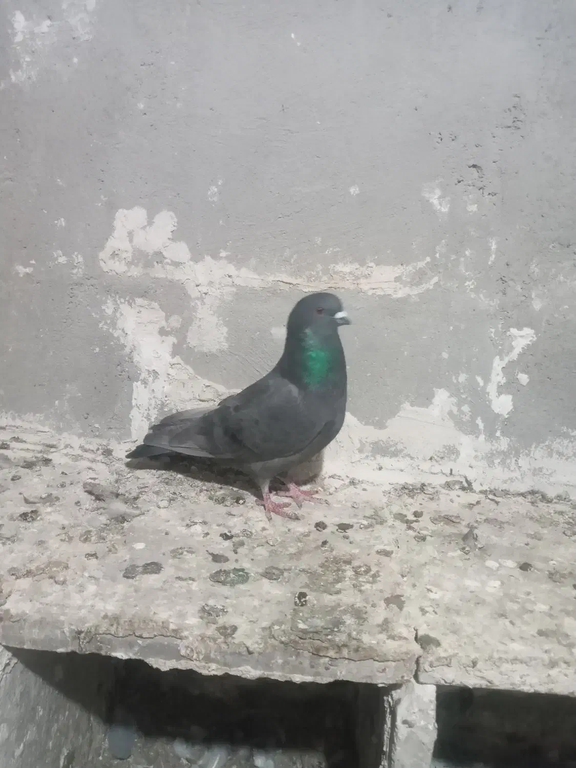 طوقی نر|پرنده|نیر (اردبیل), |دیوار