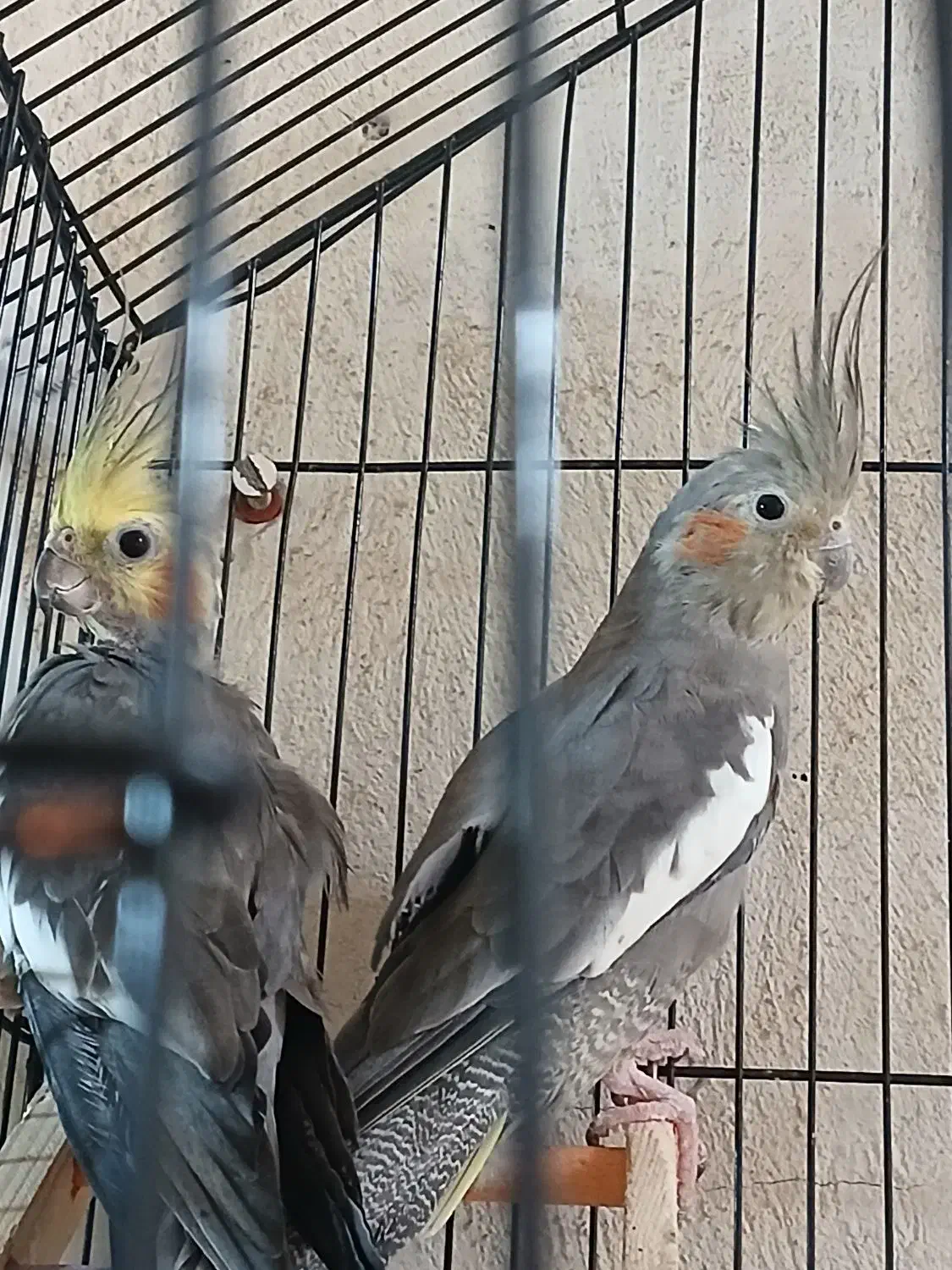 عروس هلندی|پرنده|چرام, |دیوار