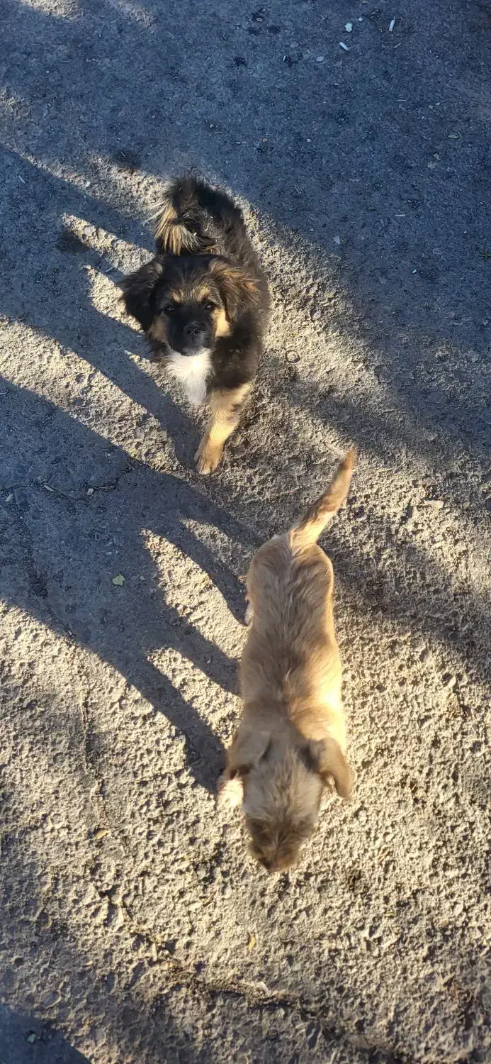 واگذاری شیترو و اسپیتز|سگ|تبریز, |دیوار