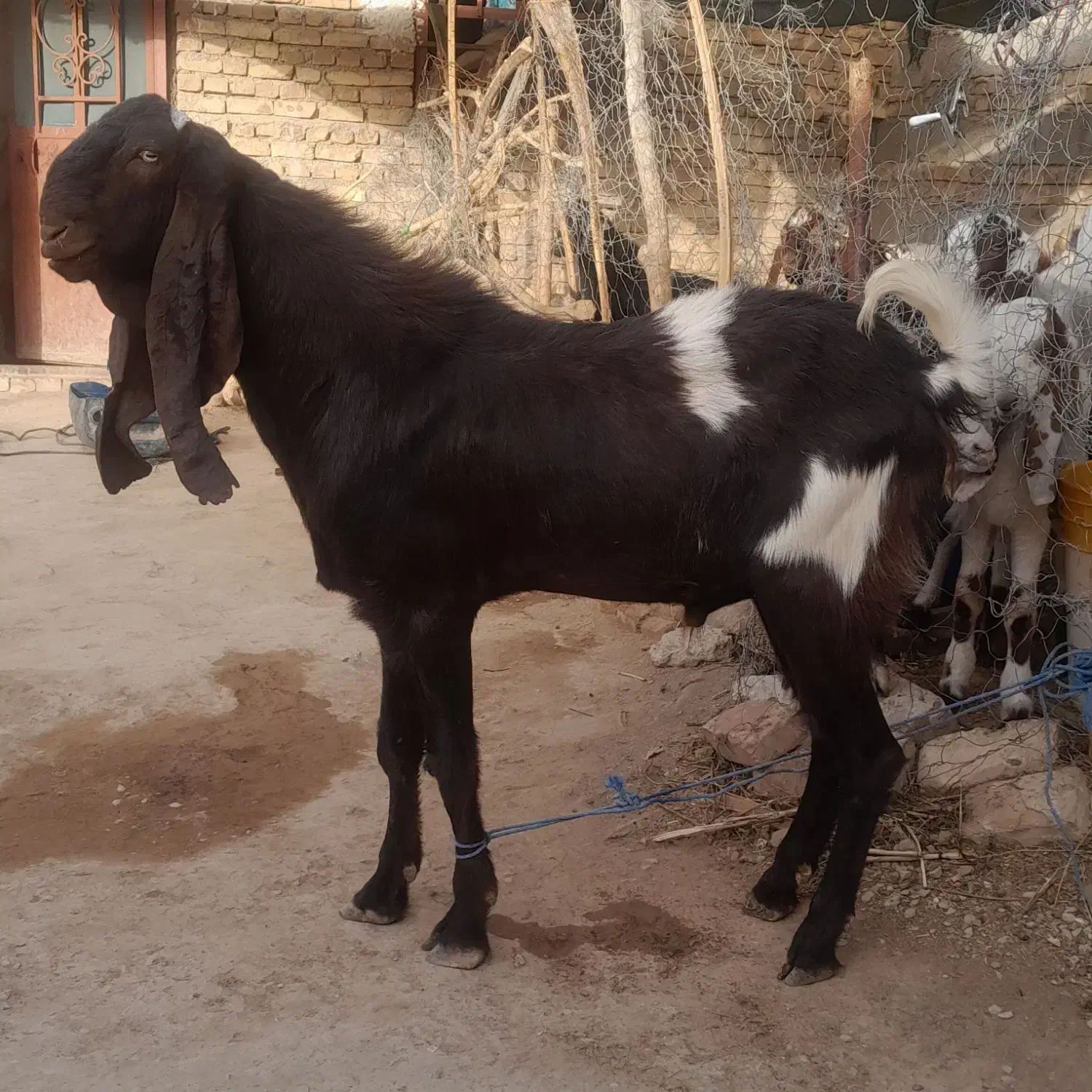 گوسفند|حیوانات مزرعه|سراوان, |دیوار