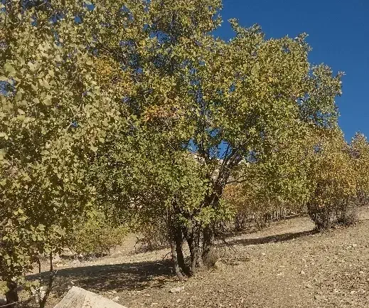 بلوط تازه حدود ۳ تن|لوازم جانبی حیوانات|کوهدشت, |دیوار