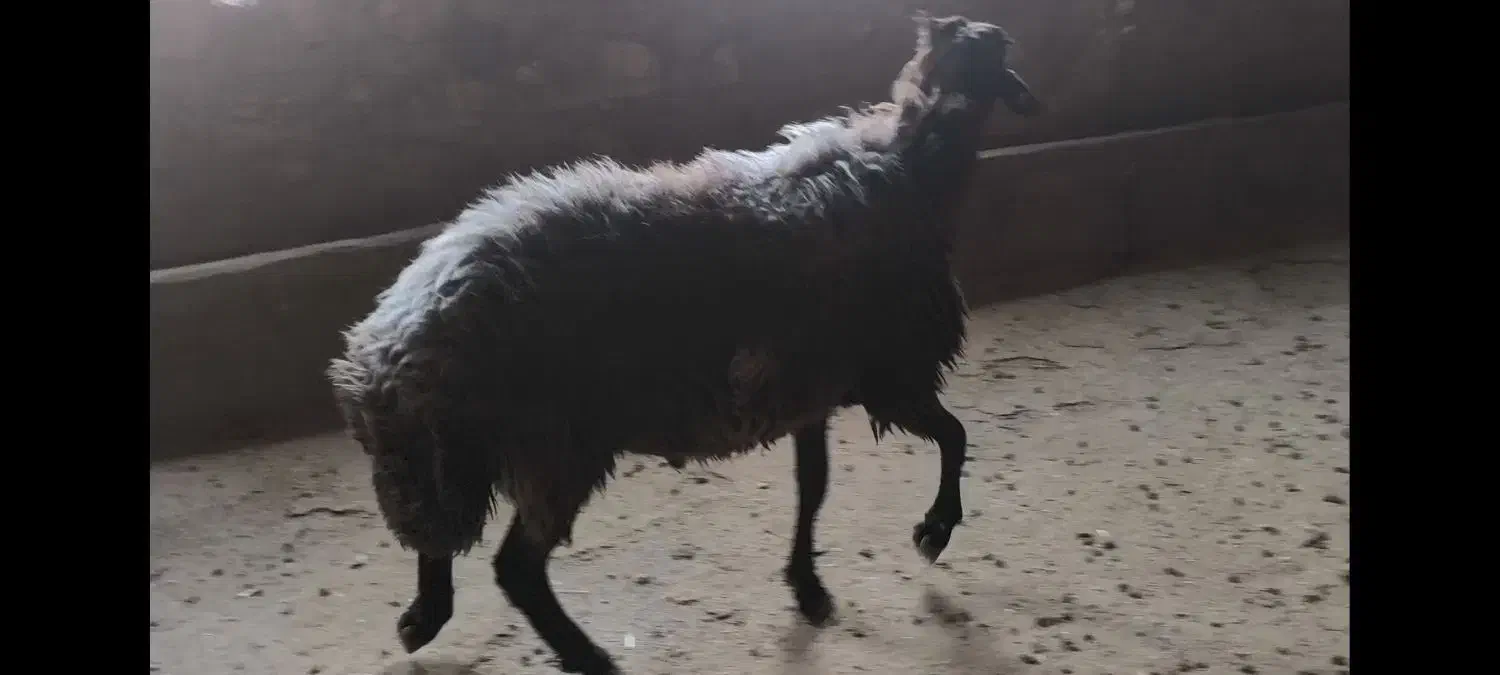 قوچ همو|حیوانات مزرعه|چگنی, |دیوار