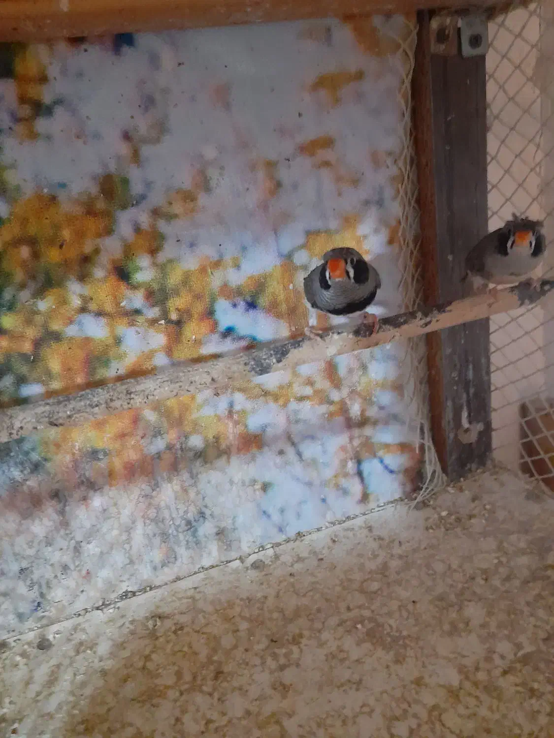 فنچ کاکلی|پرنده|پاکدشت, شهرک انقلاب|دیوار