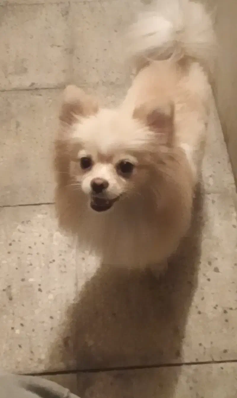 پامرانیان عروسکی|سگ|ری, ظهیرآباد|دیوار