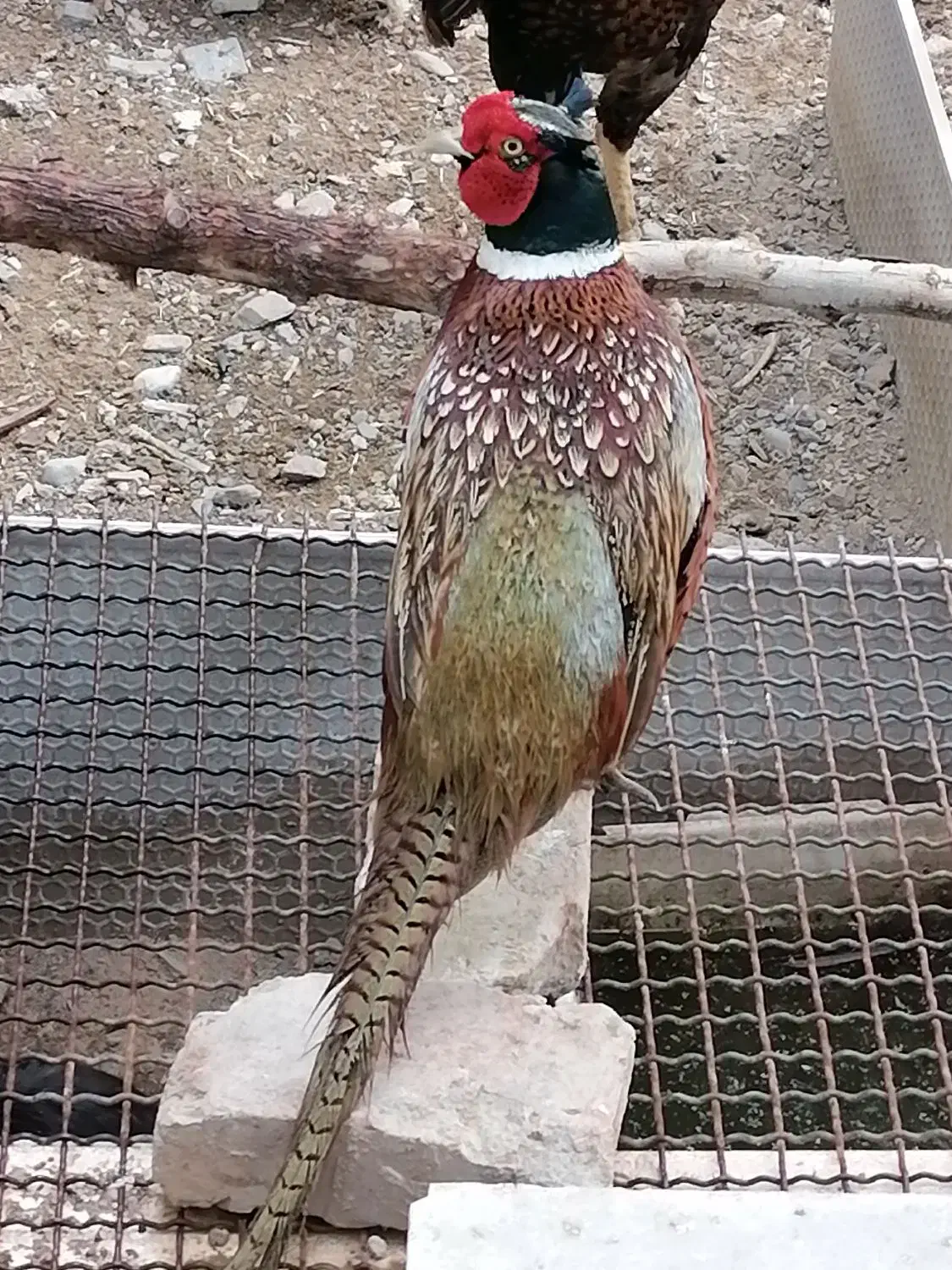 فروش مرغ خروس|حیوانات مزرعه|درمیان, |دیوار