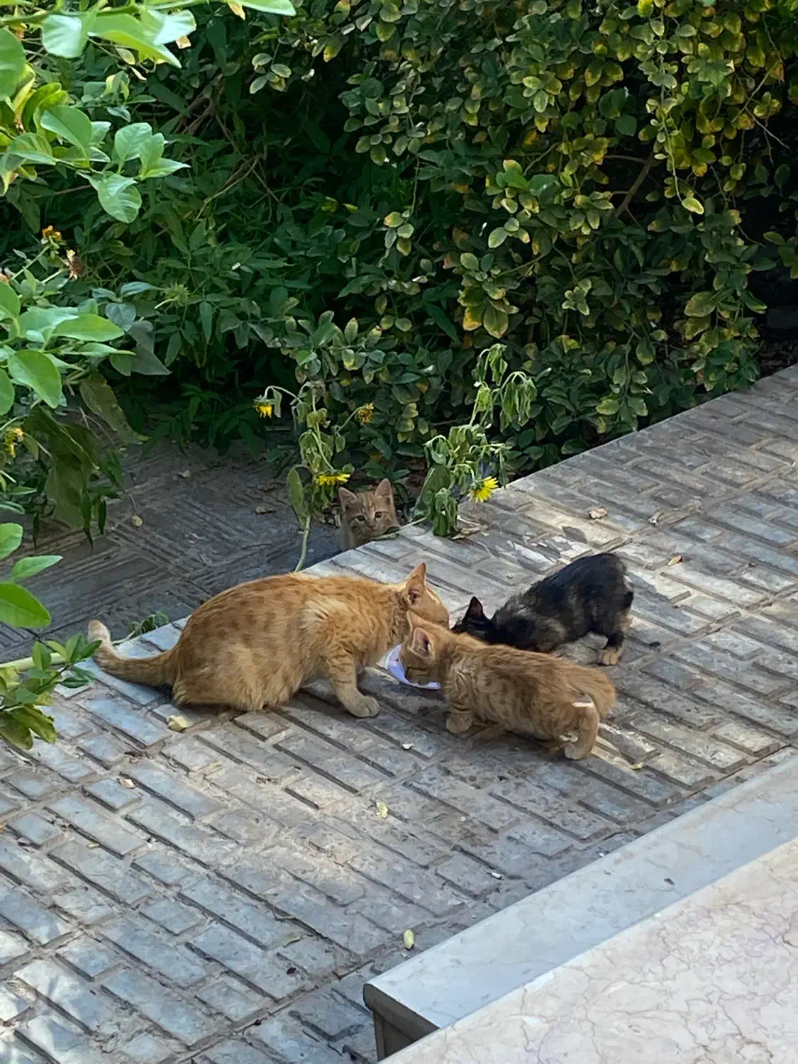 واگذاری رایگان گربه DSh|گربه|بم, |دیوار