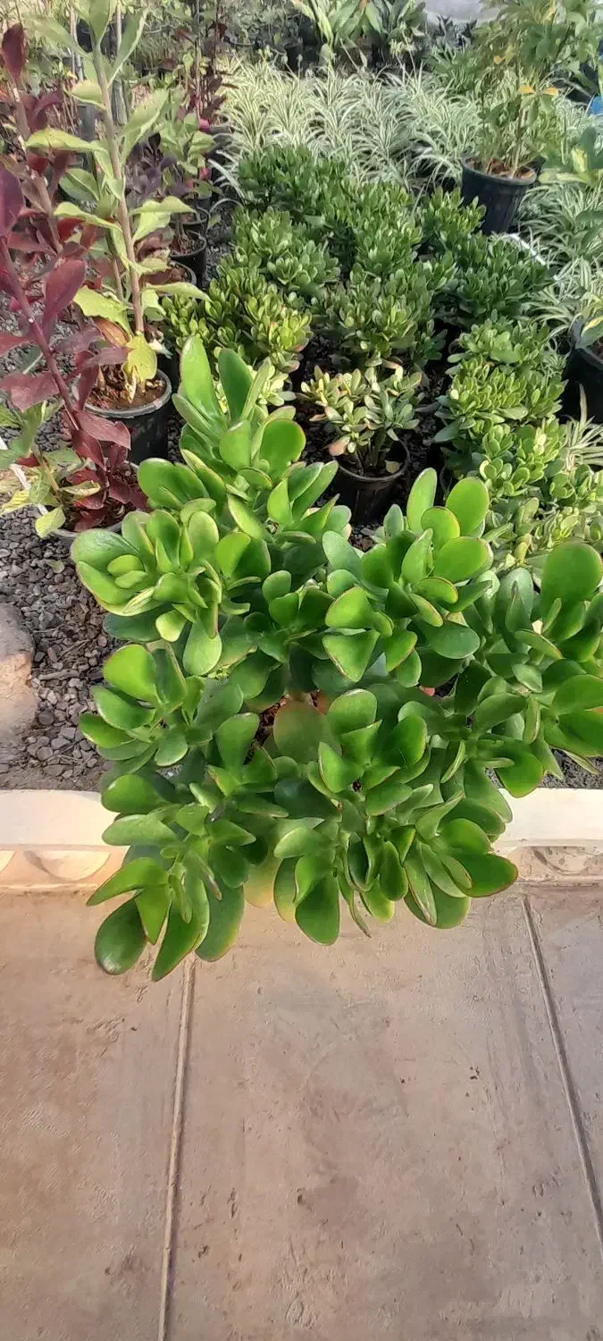 گل خانه باران گل های آپارتمانی|گل و گیاه طبیعی|قزوین, |دیوار