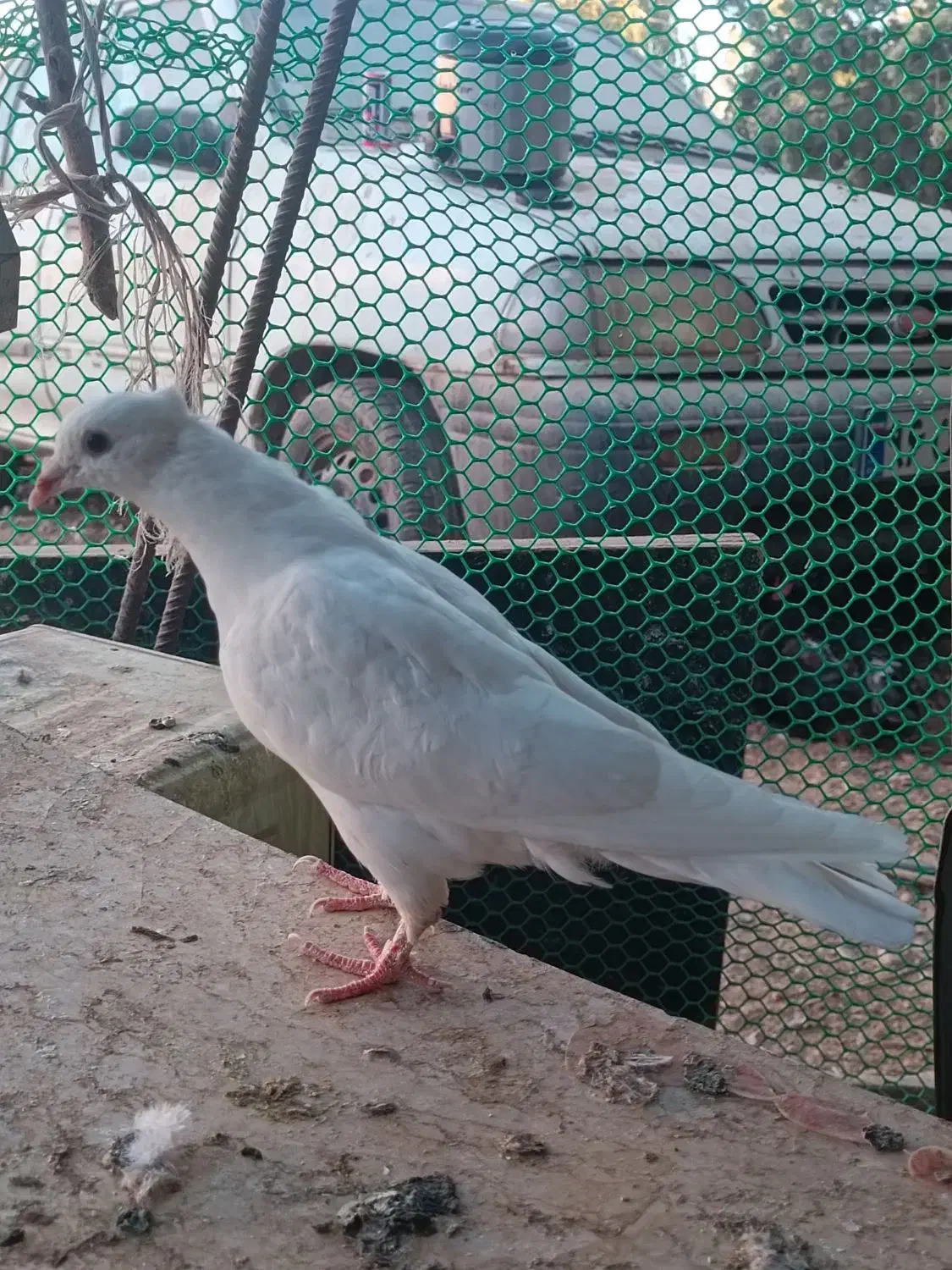 کبوتر تزیینی اصل|پرنده|شیراز, شهرک گلستان شمالی|دیوار