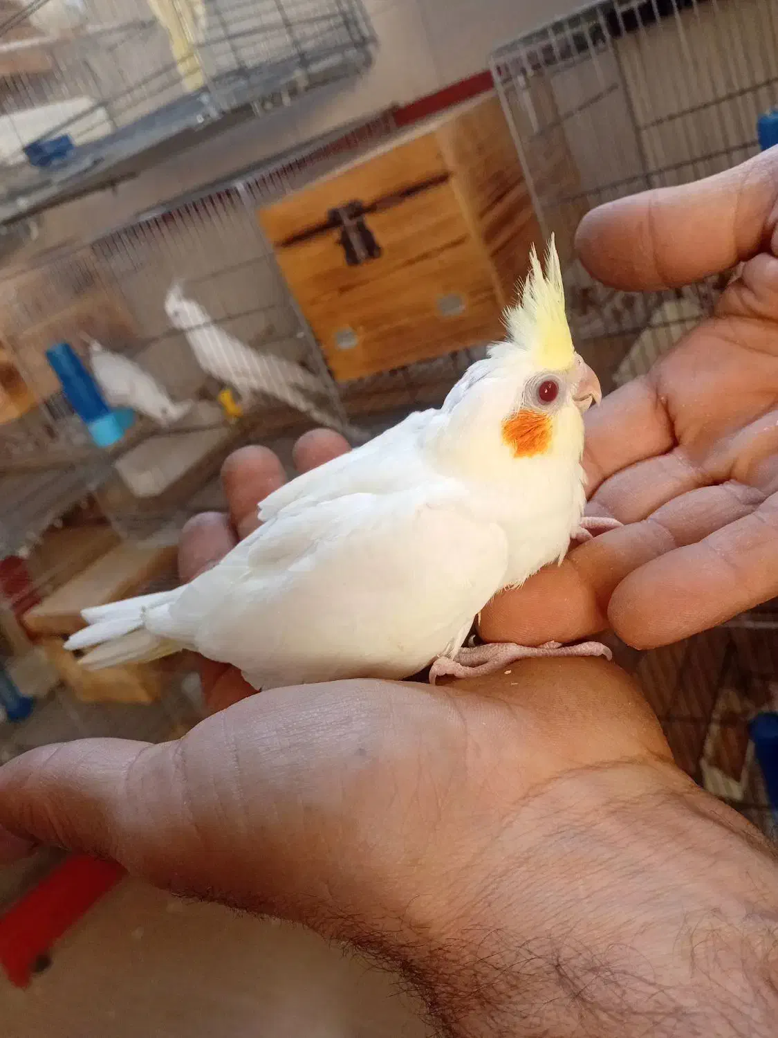 جوجه عروس|پرنده|قم, شهرک مهدیه (مدرس)|دیوار