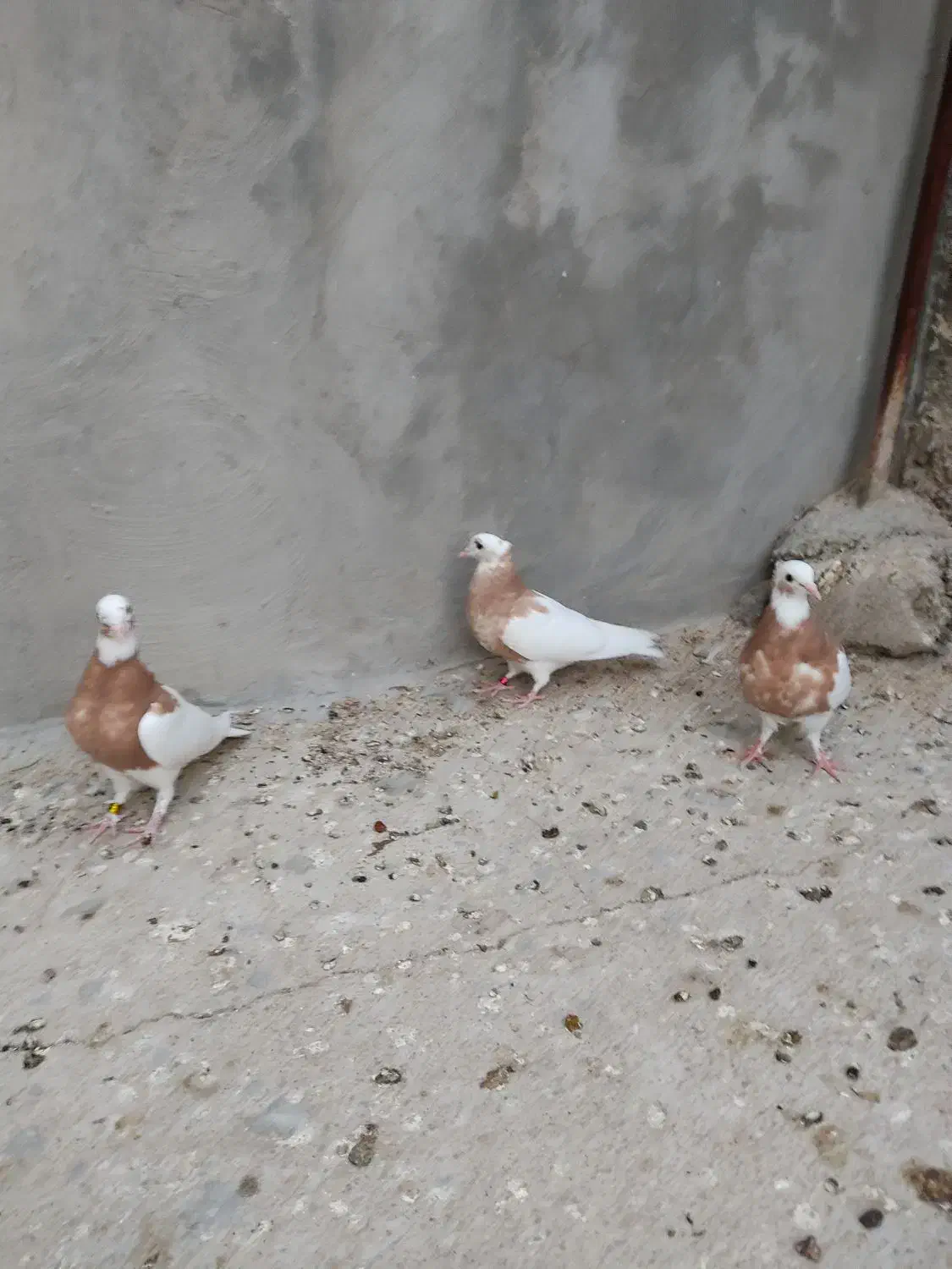 سه تا جوجه زرد از نسل خال سیاه|پرنده|فیروزآباد (فارس), |دیوار