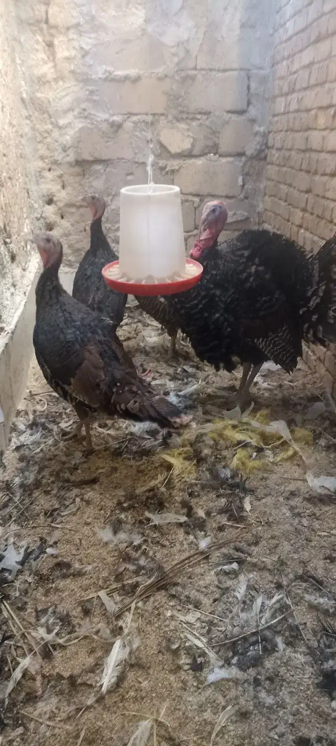 بوقلمون محلی نزدیک به تخم4تاهستند|حیوانات مزرعه|سراوان, |دیوار