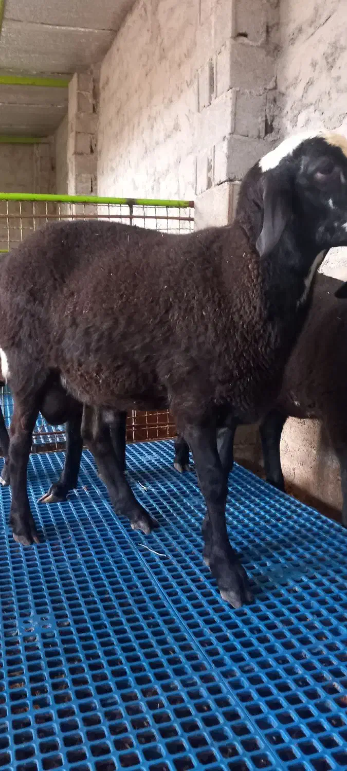 بره قوچ|حیوانات مزرعه|قائم‌شهر, |دیوار