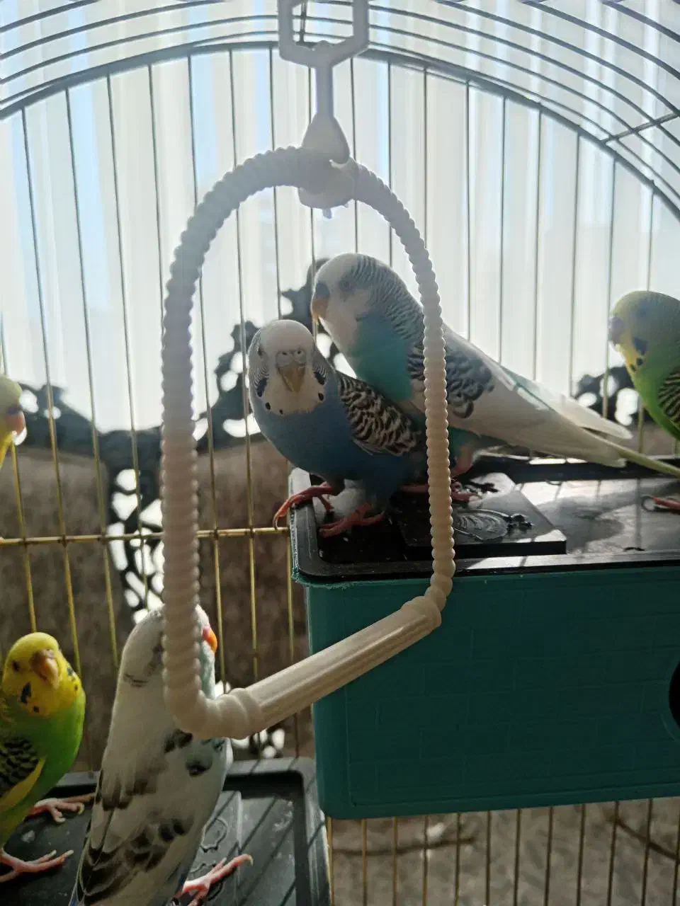 مرغ عشق مسته مست|پرنده|قدس, شهر‌قدس|دیوار