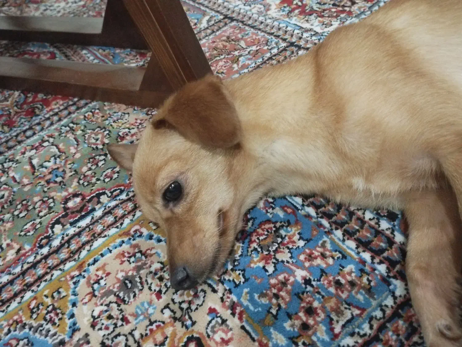 واگذاری سگ اشپیتز|سگ|کیش, |دیوار