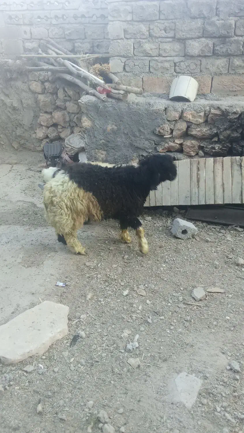 بره قیمت توافقی|حیوانات مزرعه|اردل, |دیوار