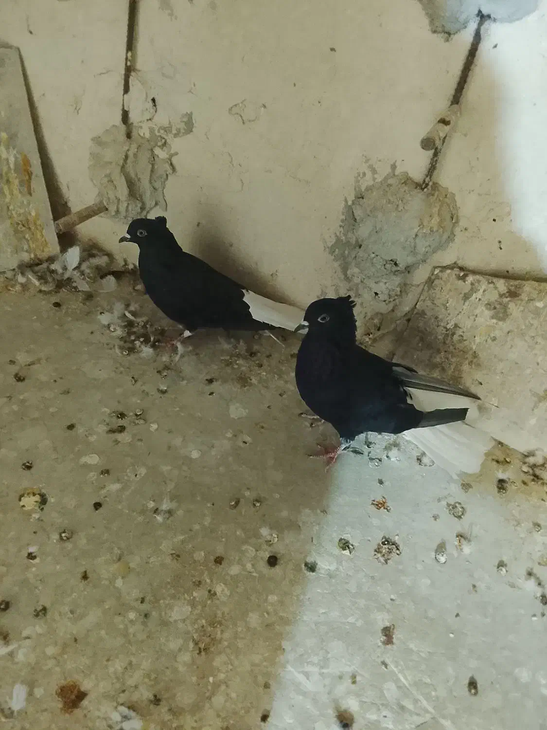 دوتا‌دومصفید‌سیاه‌ماده|پرنده|بجنورد, |دیوار