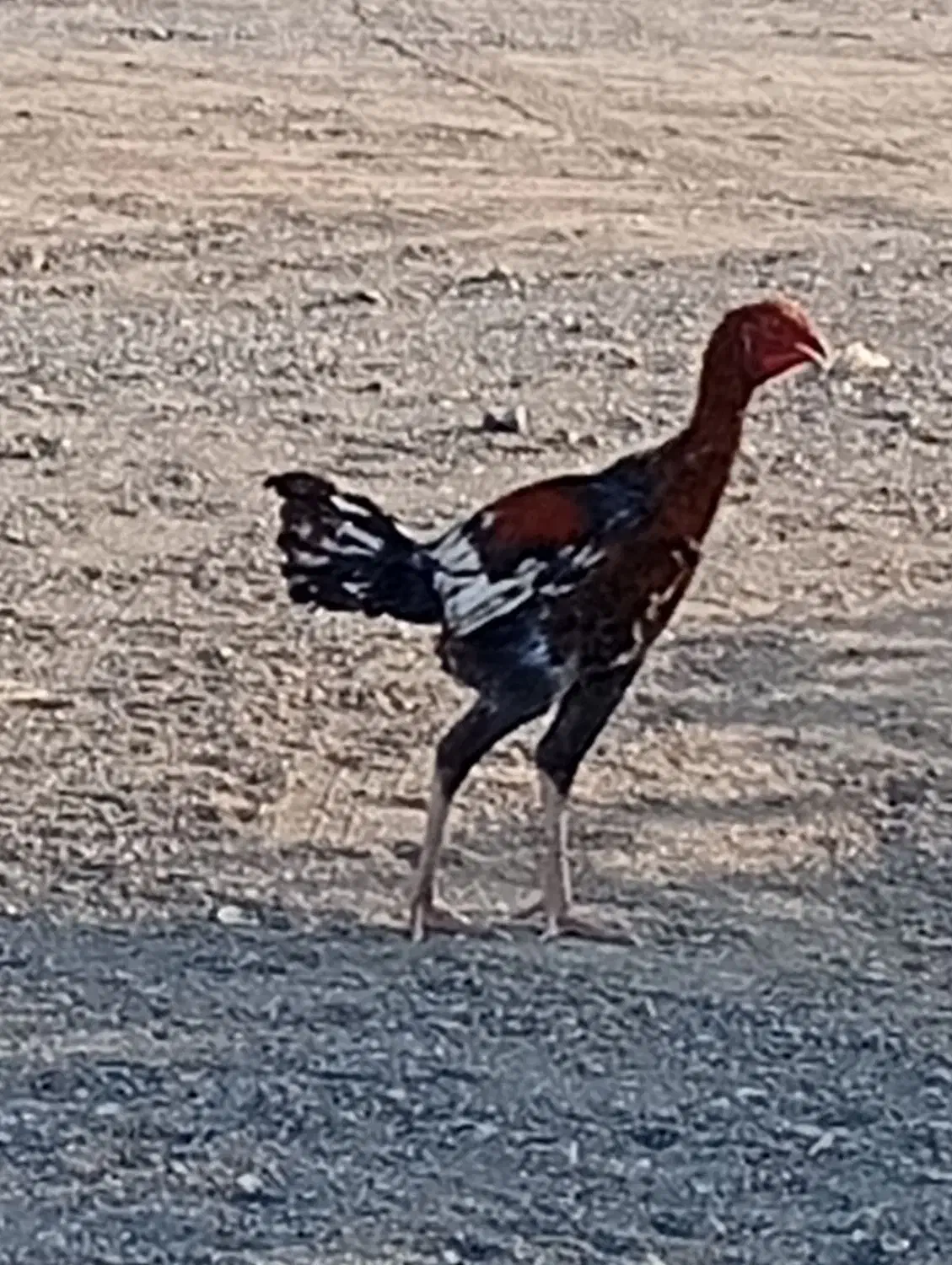 مرغ|حیوانات مزرعه|کهنوج, |دیوار