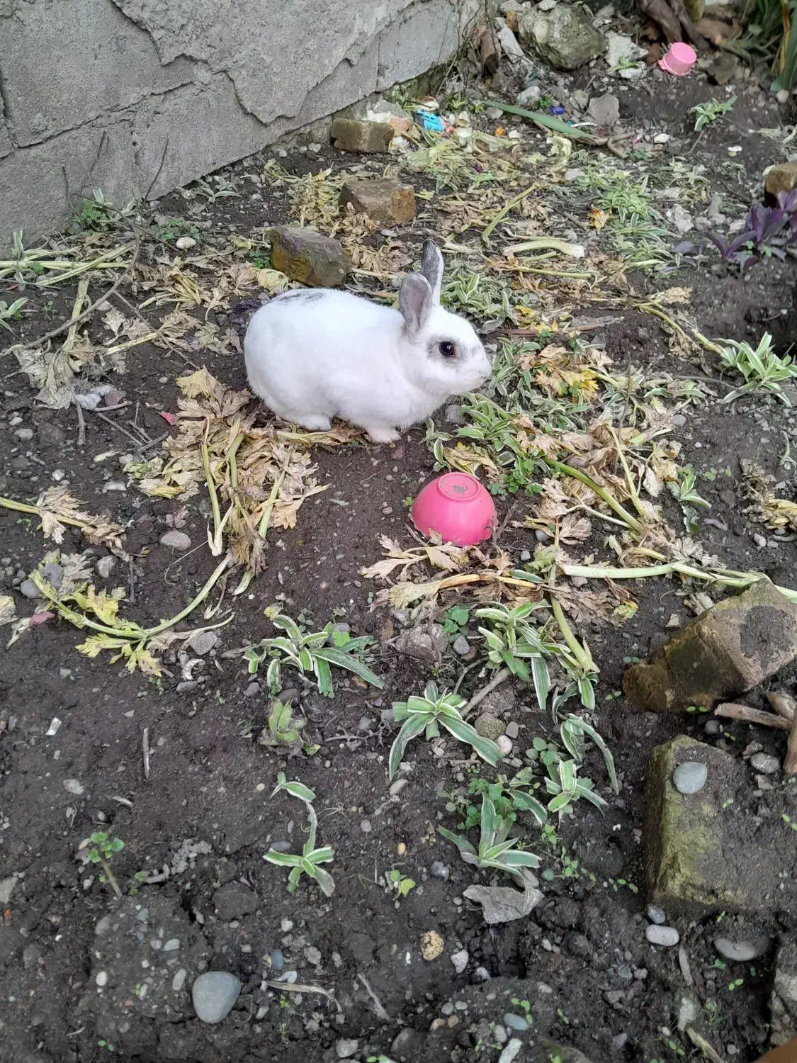 چندتاخرگوش|موش و خرگوش|رودسر, |دیوار