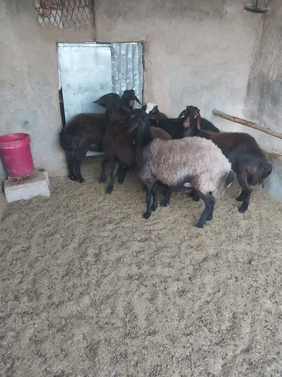 بره ماده داشتی جوون پا قوچی|حیوانات مزرعه|مهریز, |دیوار