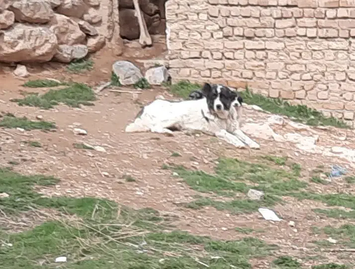 سگ گله|سگ|چادگان, |دیوار