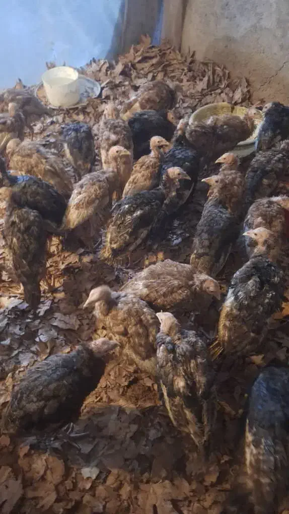 بوقلمون برنزه، پوبون|حیوانات مزرعه|شهریار, حصار ساتی|دیوار