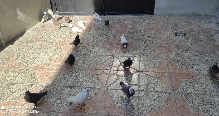 کبوتر|پرنده|یاسوج, |دیوار