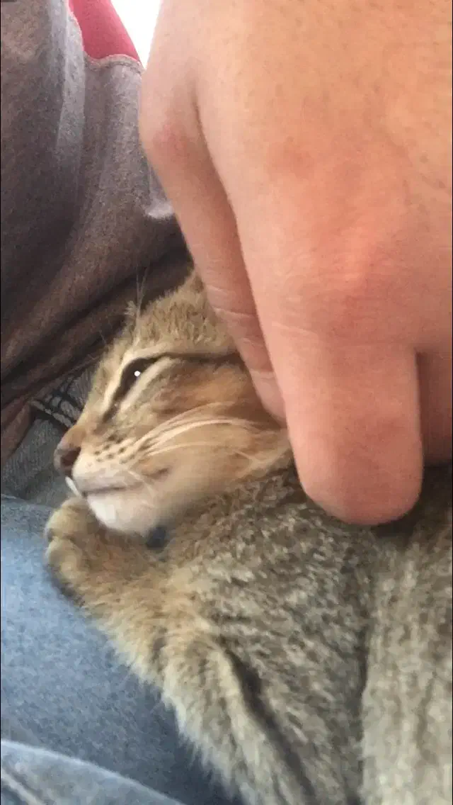 واگذاری بچه گربه رایگان|گربه|قائمشهر, |دیوار