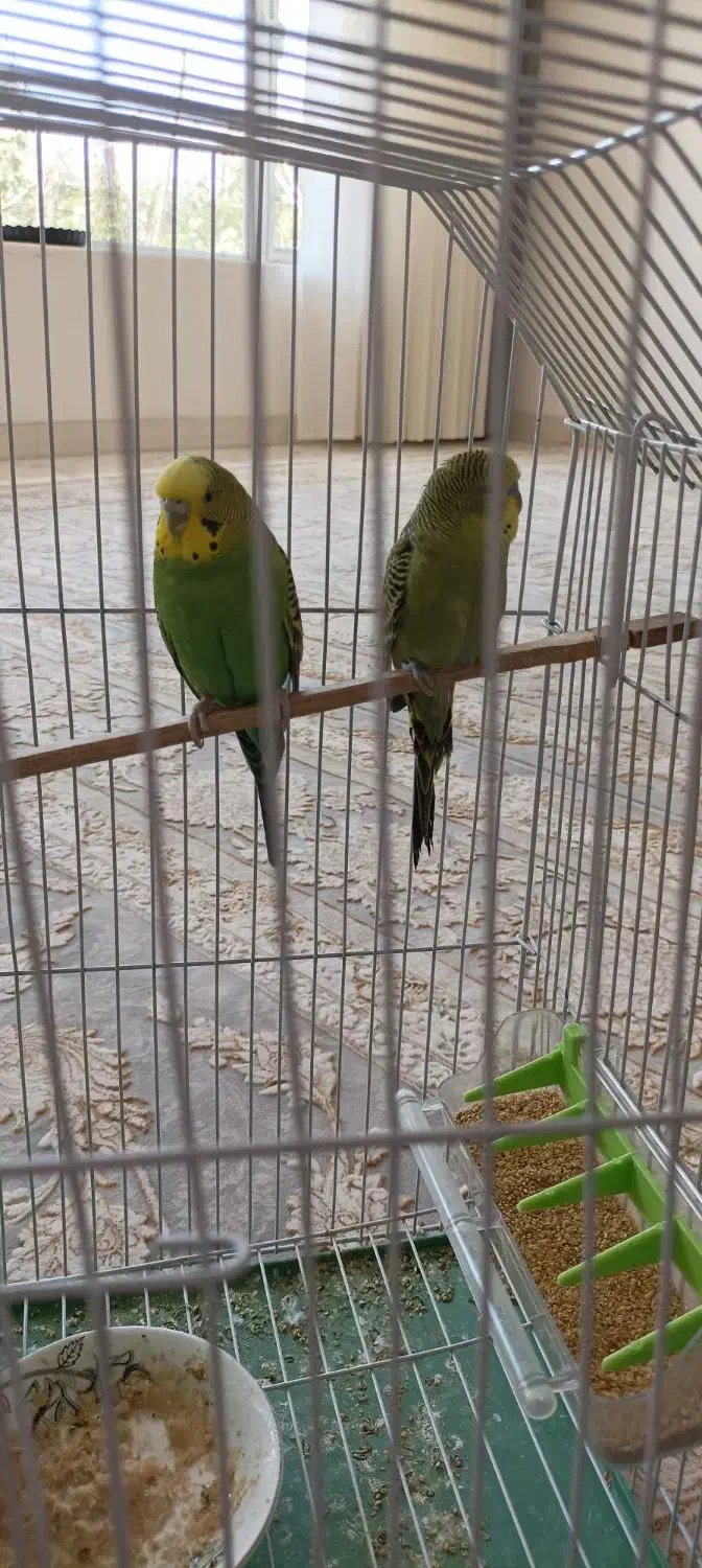 سلام. چهار عدد مرغ عشق|پرنده|جوانرود, |دیوار