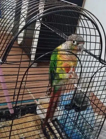 گرینجیک|پرنده|نوشین شهر, |دیوار