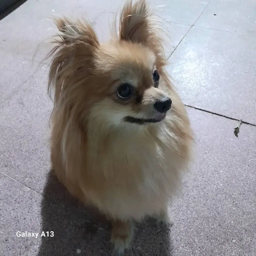 سگ پامرانین|سگ|گنبد کاووس, |دیوار