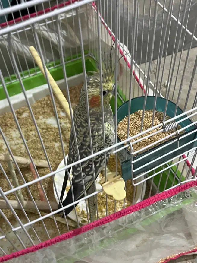 عروس هلتدی جفت|پرنده|شیروان (خراسان), |دیوار