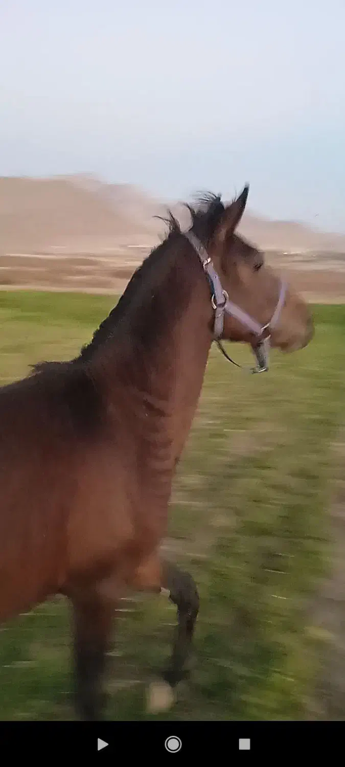 اسب اصیل|اسب و تجهیزات اسب‌سواری|صحنه, |دیوار