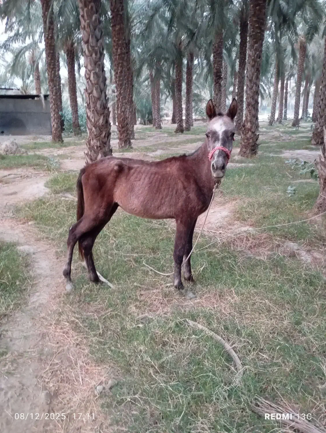 کره اسب نریان|اسب و تجهیزات اسبسواری|برازجان, |دیوار