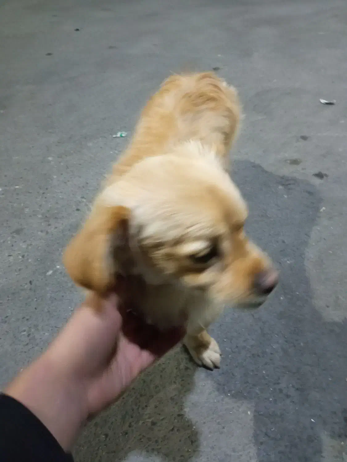 سگ باهوش و بامزه و حرف گوش کن|سگ|بهارستان, |دیوار