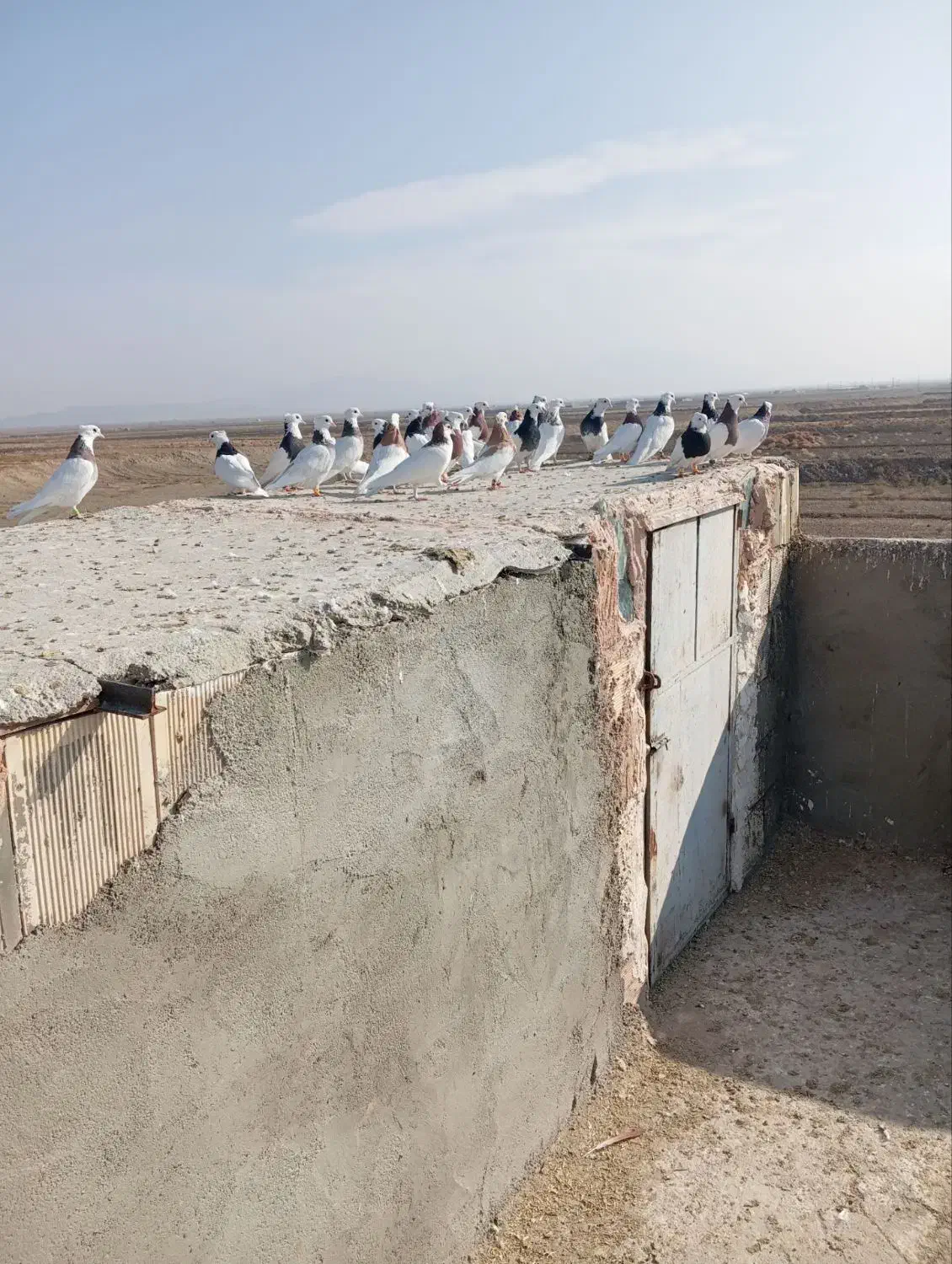 ۲۷عدد طوقی پرشی|پرنده|سبزوار, امیر کبیر|دیوار