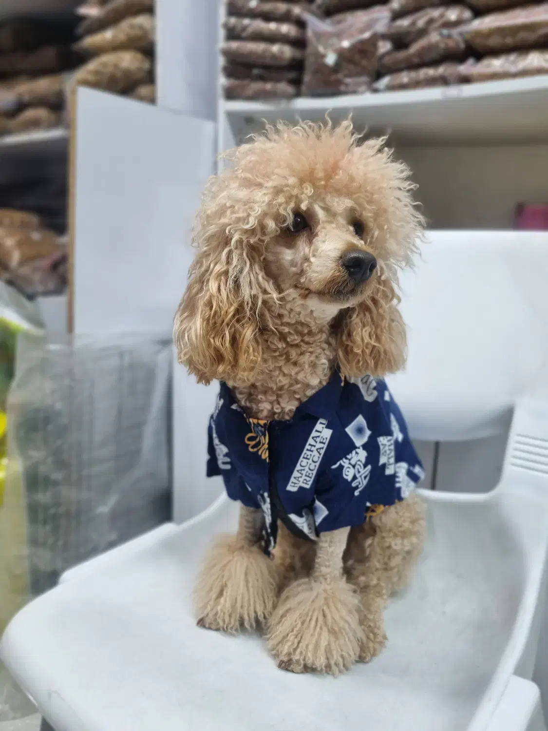 فروشنده|استخدام بازاریابی و فروش|رشت, گلسار|دیوار