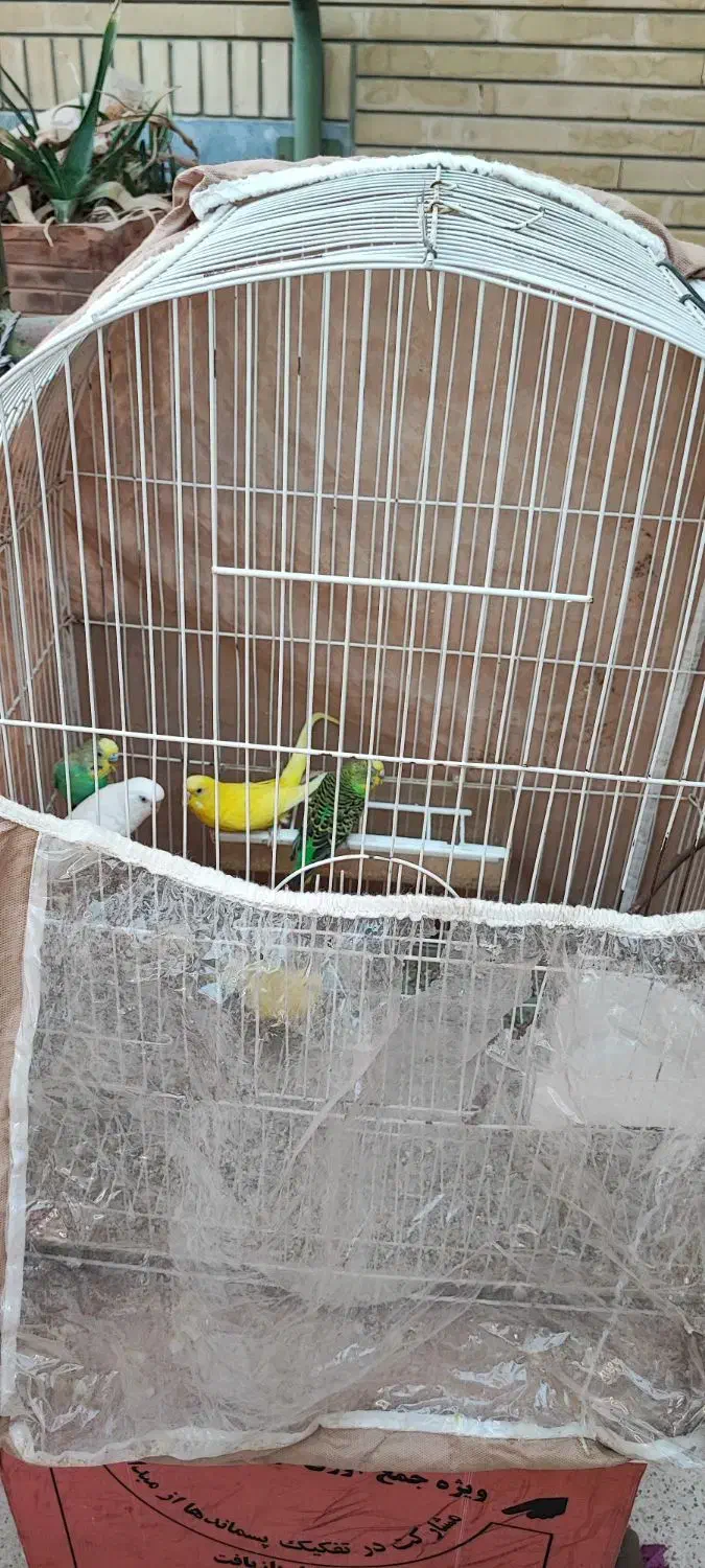 مرغ عشق|پرنده|شیراز, کیان شهر|دیوار