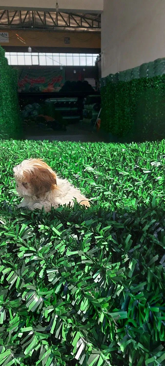 فنس چمنی|خدمات باغبانی و درختکاری|هشتگرد, کوی بهروز|دیوار