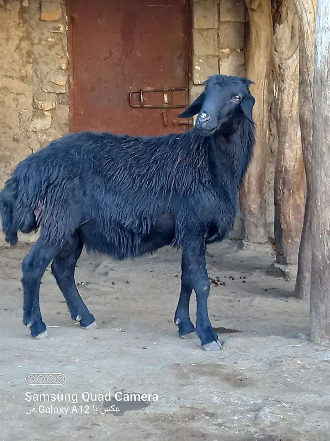 بره گوچ دو دندون|حیوانات مزرعه|نمین, |دیوار