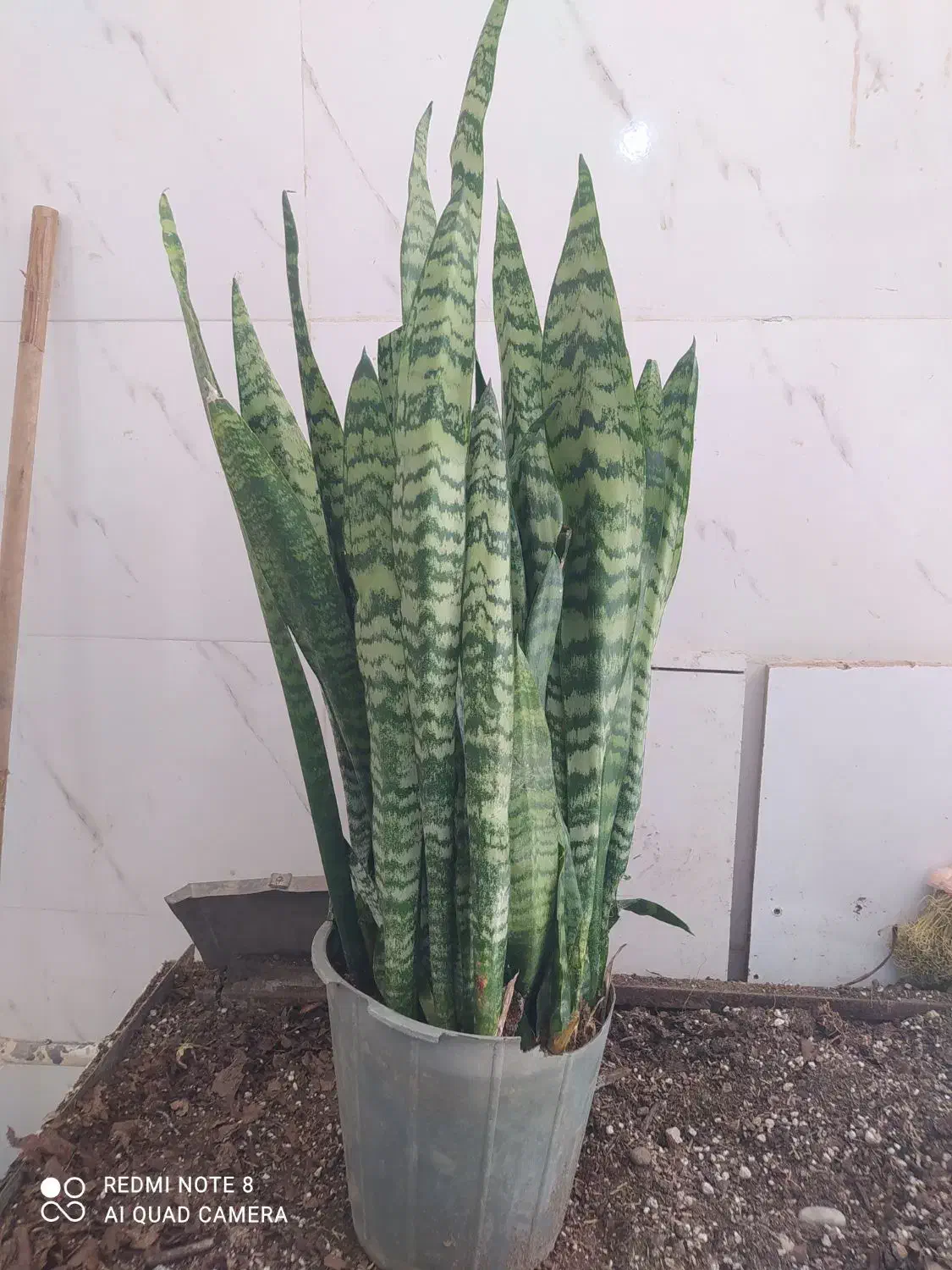 گل و گیاه سانسوریا ابلق|گل و گیاه طبیعی|اهواز, سیصد دستگاه|دیوار