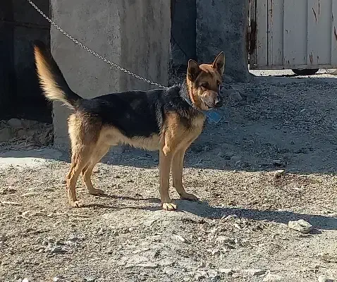 سگ ژرمن اصیل|سگ|بروجرد, |دیوار